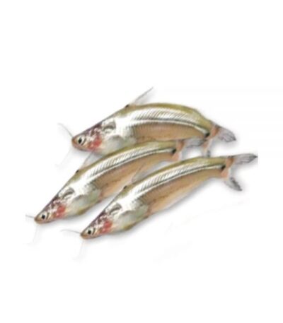 Batashi Fish (Headless) Cleaned 250gm