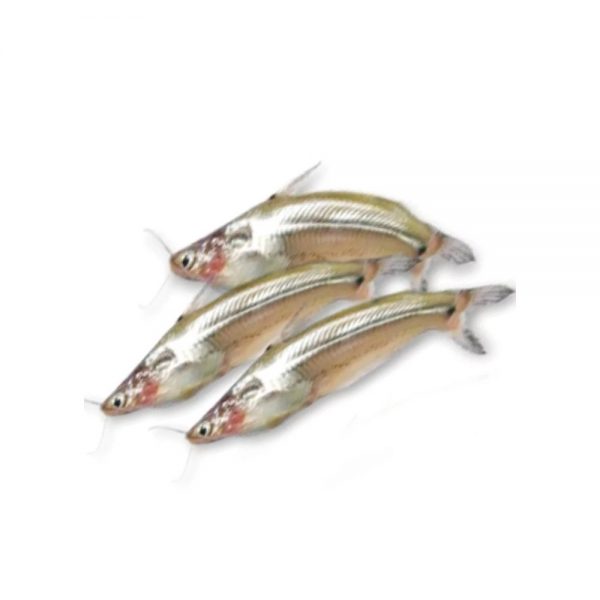 Batashi Fish (Headless) Cleaned 250gm