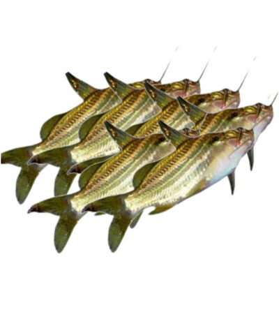 Gulsha Fish