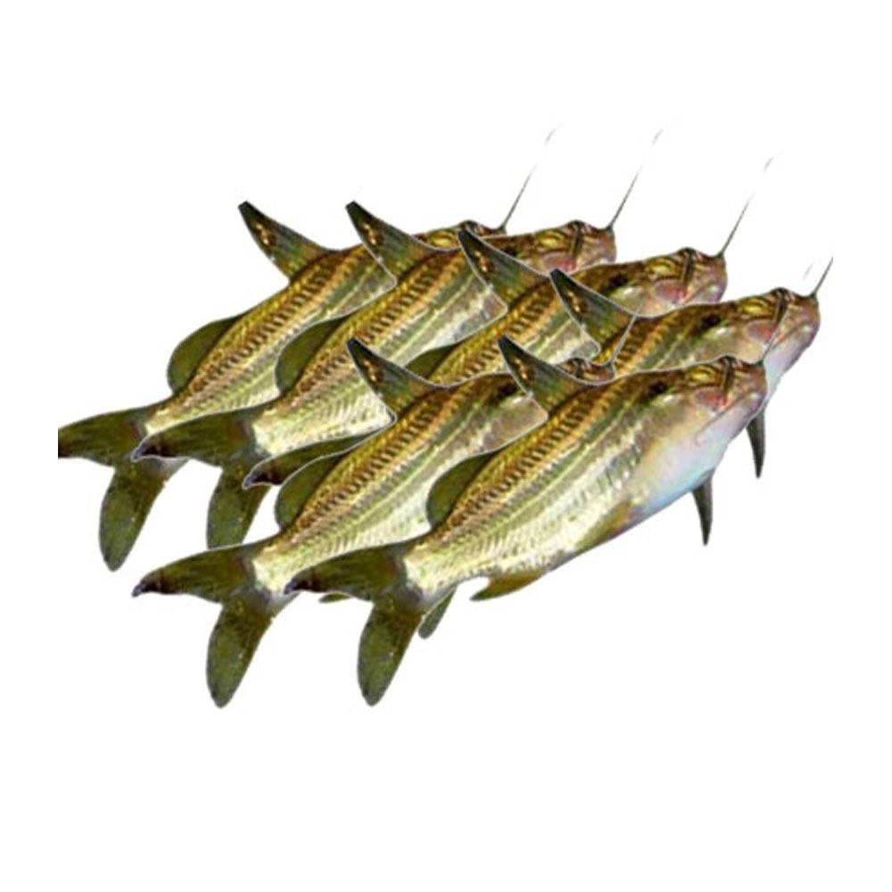 Gulsha Fish