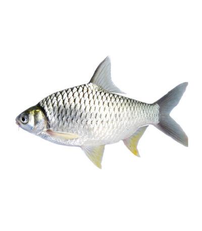 K. Puti Fish – Frozen