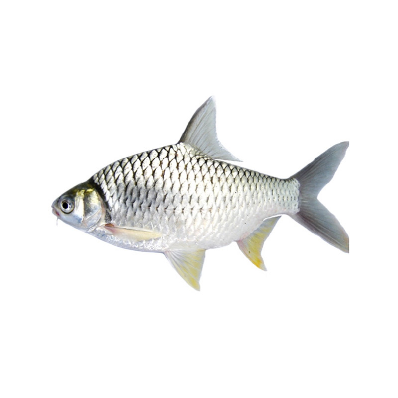 K. Puti Fish – Frozen