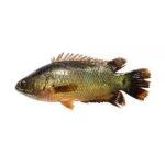 Koi Fish Processed 800g (6-8)Pcs