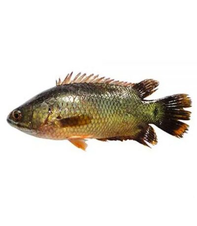 Koi Fish Processed 800g (6-8)Pcs