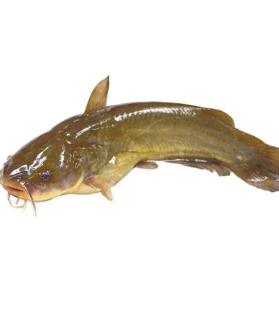 Frozen Magur (Catfish) Cut – Clarias batrachus (Thailand Imported) 500gm Pack