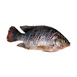 Tilapia Whole Fish (Cleaned) Bangladesh 800-1000gm
