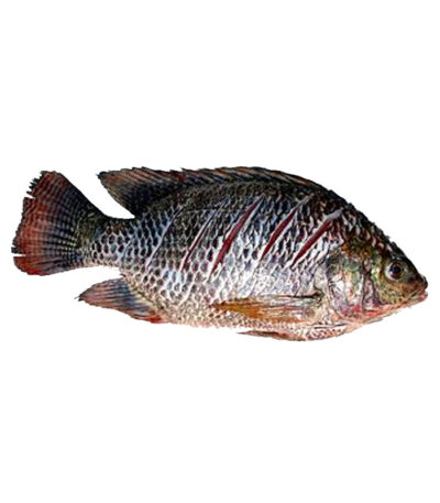 Tilapia Whole Fish (Cleaned) Bangladesh 800-1000gm