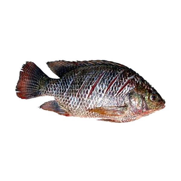 Tilapia Whole Fish (Cleaned) Bangladesh 800-1000gm