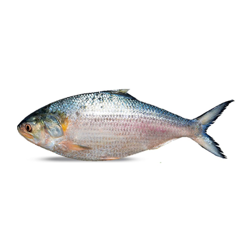 1688800131.64a90b8320585 Hilsha Fish Whole 790~890gm - Image 1