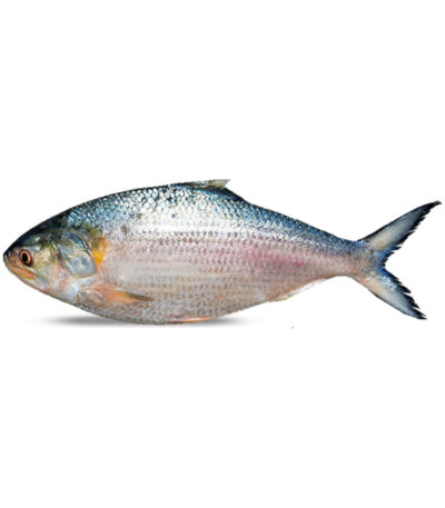 Hilsha Fish Whole 1100~1200gm